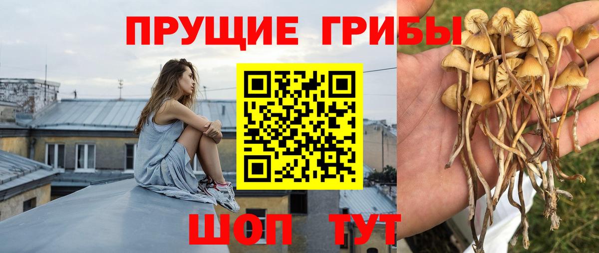 Галлюциногенные грибы GOLDEN TEACHER  Галлюциногенные грибы прущие грибы  Домодедово  Вход с VPN 